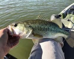 Image of Largemouth Bass in Trinity River