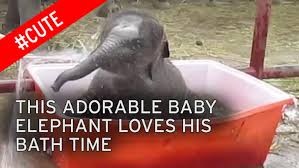 Watch Adorable Baby Elephant Making A Splash As It Takes Its First Bath World News Mirror Online