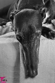 Black And White Greyhound Dog Black And White Sunday 11 29 Why The Long Face Tales And Tails Grey Hound Dog Greyhound Pictures Greyhound Card