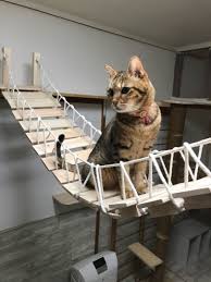 猫ルーム低コストdiyの画像 猫 ルーム