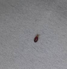 Bedbug On The Sheets Picture Of Wyndham Garden Philadelphia Airport Essington Tripadvisor