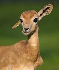 Image Result For Adorable Baby Gazelle Baby Animals Animals Animals Beautiful