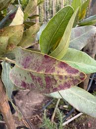 Image result for Searsia gueinzii