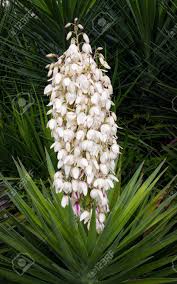 Spider plants come in a number of varieties and work well as hanging plants. A Beautiful Yucca Plant Displays Many White Flower Blossoms On A Tall Spike In Summer Stock Photo Picture And Royalty Free Image Image 25811994