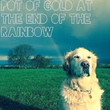 She Is The Gold At The End Of The Rainbow When The Very First Golden Retriever Died She Crossed The Rainbow Bridge Then Stopped Just On The Other Si Cute Animal Pictures Golden Retriever Cute Animals