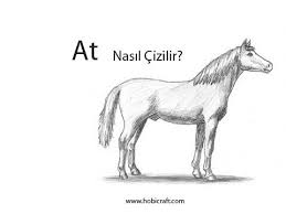 At Nasil Cizilir Cizimler Atlar