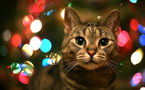 9 bokeh bokeh cat photography katzen tapeten weihnachten tiere weihnachtshintergrund