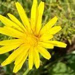 Image result for Pseudopodospermum hispanicum