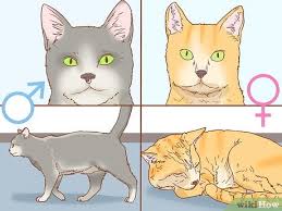 kedinin cinsiyeti nasil anlasilir 7 adim resimlerle wikihow