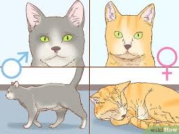 It doesn't have to be, with these useful explanations, you will soon be able to. How To Determine The Sex Of A Cat 7 Steps With Pictures