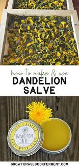How To Make And Use Dandelion Salve Recipe Herbal Remedies Recipes Dandelion Recipes Herbal Salves