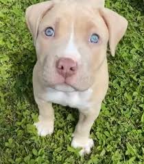 While some puppies will retain their blue eyes throughout their lifetime, other puppies will experience a change in eye color. Blue Eyed Pitbull Do Pitbulls With Blue Eyes Really Exist