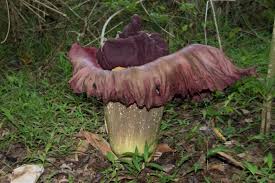 Image result for Stylochaeton borumensis