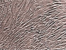 Stem cell innovations we bring you the best articles, videos, and research on stem cells. Hmsc Human Mesenchymal Stem Cells Lonza