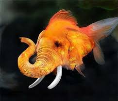 Elephant Fish Fake And Real Beauty Will Save Photoshopped Animals Bizarre Animals Animal Mashups