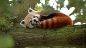 Red Panda Wallpapers Top Free Red Panda Backgrounds Wallpaperaccess Cute red panda vettoriale clipart. red panda wallpapers top free red