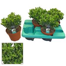 Placement for indoor use place in a light area, out of direct sunlight. Crassula Pot 14 Cm Florastore