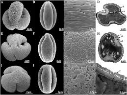 Image result for Droguetia ambigua