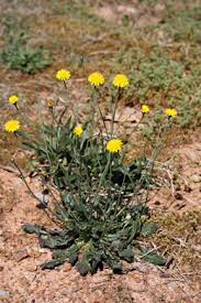 Image result for Hypochaeris