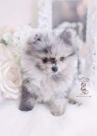 Find pomeranian puppies for sale and pomeranian breeders | elegant poms is the safest way to buy a pomeranian and toy pomeranian puppies. Merle Pomeranian Puppies For Sale Near Me Pets Lovers
