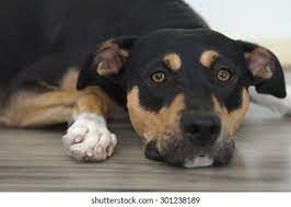 Tricolor Boxer Mix Dog Laying Foto Stock 301238189 Shutterstock