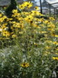 Image result for Helianthus angustifolius