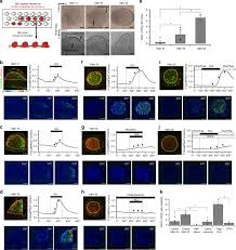 Đăng kí thông tin của bạn để nhận quà sinh nhật từ free fire. Calcium Oscillations Coordinate Feather Mesenchymal Cell Movement By Shh Dependent Modulation Of Gap Junction Networks Nature Communications
