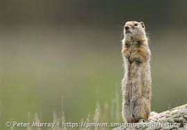 Image result for Ursinia montana