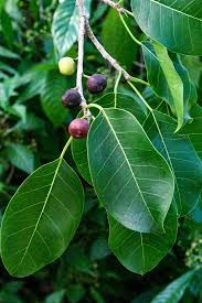Image result for Ficus sansibarica