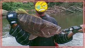 Cara mancing kakap putih di malam hari. Cara Mancing Kakap Putih Di Tambak Dan Pinggir Laut Rajaumpan Com 2021
