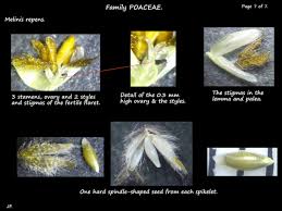 Image result for Melinis longiseta