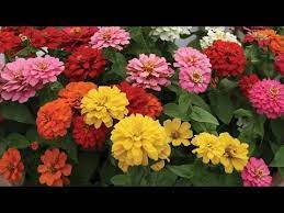 All About Zinnia Flowers Youtube Zinnia Flowers Zinnias Flowers