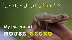 Very common throughout the state. Is Wall Lizard Poisonous Myths About House Gecko Chipkali Pakistan Wildlife Foundation Youtube
