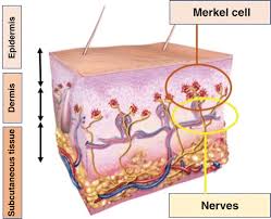 Merkel cell carcinoma is a highly aggressive primary cutaneous neuroendocrine carcinoma primarily affecting elderly and immunosuppressed individuals. Imaging Of Merkel Cell Carcinoma What Imaging Experts Should Know Radiographics