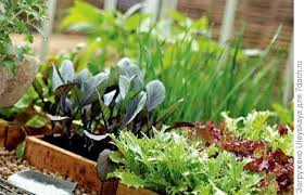 во саду ли в огороде юлия миняева посадка чеснока Sezonnye Raboty V Sadu I Ogorode Vtoraya Nedelya Fevralya