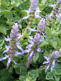 Image result for Coleus neochilus