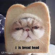 This Bread Head Cat Will Make Your Day Because You Know We All Need To Smile At Cat Wearing A Bread Wreath Right Baby Cats Cute Animals Cute Cats