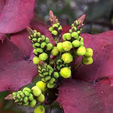 An excellent groundcover for dry shade under oaks or pines with yellow bee and butterfly attracting flowers and blue berries that are edible and attract birds and often with nice fall color. Mahonia Repens Berberis Repens Creeping Barberry Creeping Mahonia Plant Lust