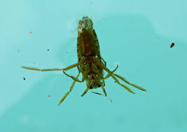 Un Insecte Dans Ma Piscine Apcv De Ledenon