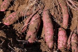 You can grow potatoes in containers, pots, or a special grow bag. How To Plant And Grow The Best Sweet Potatoes
