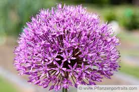 Image result for Alliaceae