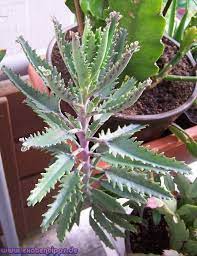 Pin On Coltivare Piante Grasse