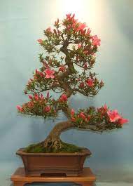 Most bonsai should be placed outdoors, where they are exposed to the four natural seasons just like normal trees are. Bonsai Trees Bonsai Tree Shop