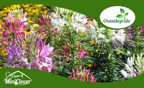 Image result for Cleome