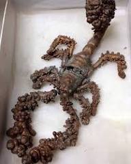 Copper-coated scorpion found in southern Arizona mine