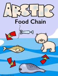 If there's an upside to the sad fact that fast food has contr. Let S Study The Arctic Food Chain Only Passionate Curiosity