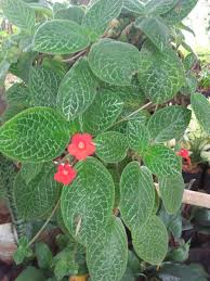 Pot gantung mawar putih sangat cocok untuk bertempat di luar rumah atau di dalam rumah pot ini cocok juga di gantung atau tidak di gantung karena bentuk yang sudah menarik perhatian. Jual Tanaman Pot Gantung Episcia Hijau Di Lapak Dunia Tanaman Bukalapak