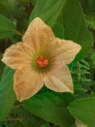 Image result for Coccinia subsessiliflora