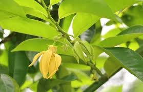 Image result for Artabotrys modestus