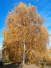 They can keep you warm, nourish you and even heal you. Betula Pendula Wikipedia